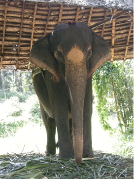 elephant